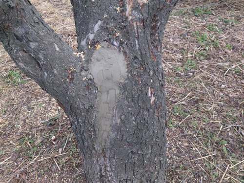 При появлении муравьёв на участке из дупла нужно достать всю гнилую древесину вместе с личинками вредителей, зачистить внутренности и закрыть его шпатлёвкой или специальной садовой смесью