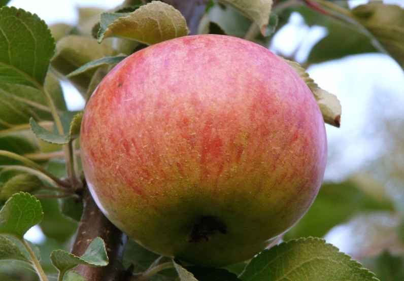Сорт яблок Орлинка отличается тем, что дает отборные одномерные плоды