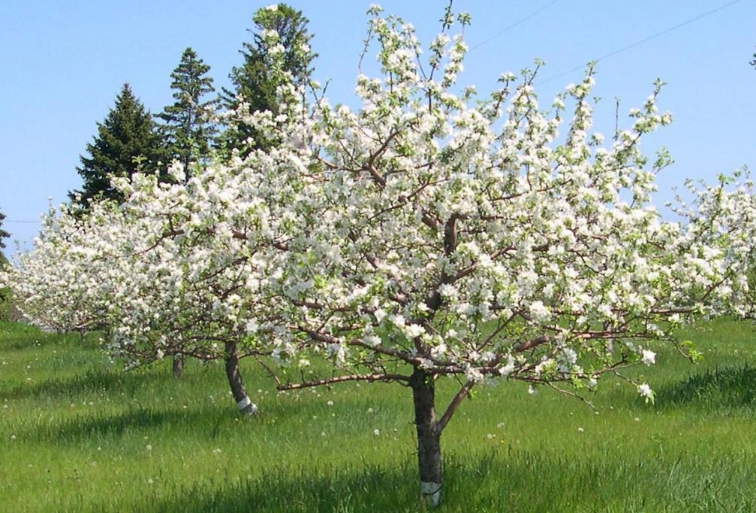 Деревья обильно цветут весной и при хорошем опылении завязывают много плодов