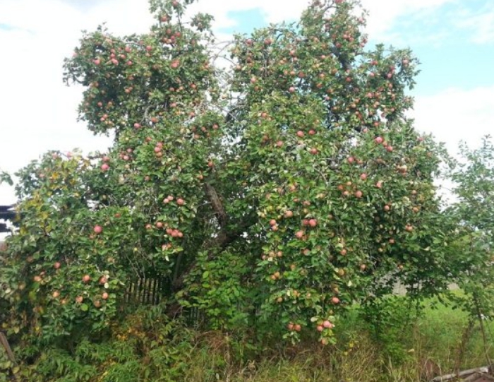 Яблони этого сорта – настоящие долгожители, плодоносящие десятки лет