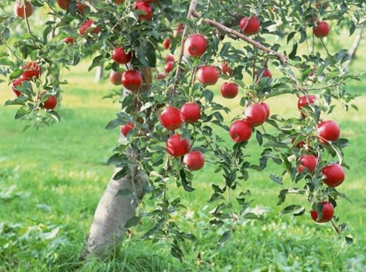 Румянец на зрелых яблоках очень густой и может покрывать плоды с солнечной стороны полностью
