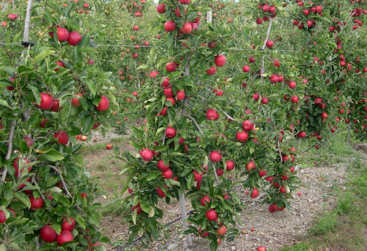 Под весом большого количества яблок ветки часто гнутся и даже ломаются. Поэтому насаждения часто укрепляются горизонтальной шпалерой