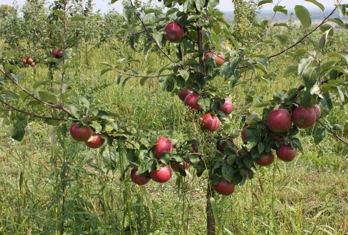 Яблоня антей описание и особенности выращивания
