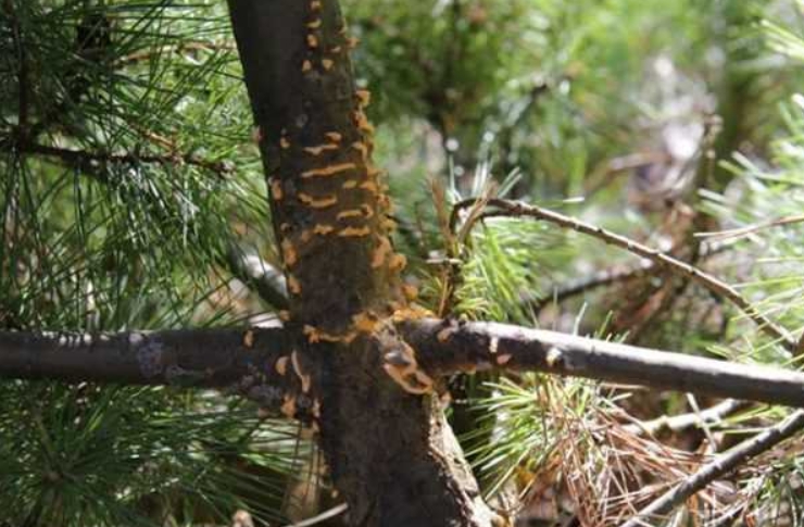 Ржавчинный гриб — основной враг веймутовых сосен