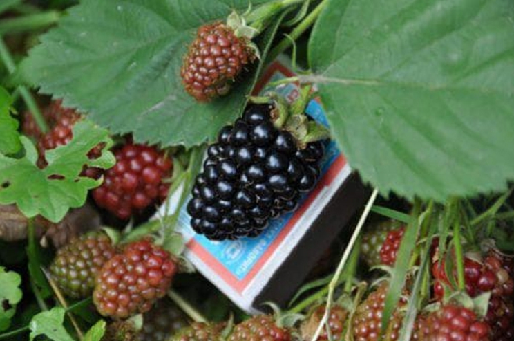 На фото – ягоды в сравнении со спичечным коробком