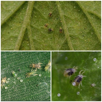 На фото — разные виды паутинных клещей, их личинки и следы жизнедеятельности