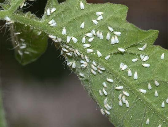 Белокрылка очень быстро размножается и растёт. Личинки могут вырасти всего за 20 дней, поэтому борьбу нужно начинать вовремя, ведь вывести огромную колонию вредителей гораздо сложнее.