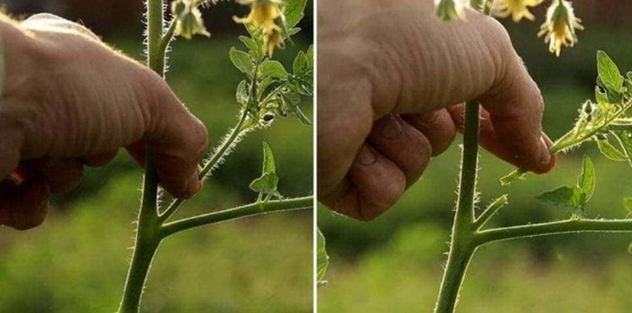 Удаление боковых побегов (пасынков) — обязательная процедура для повышения уровня урожайности томатов