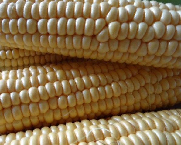 Кукуруза фуражная, что это такое — как отличить кормовую картошку от пищевой?