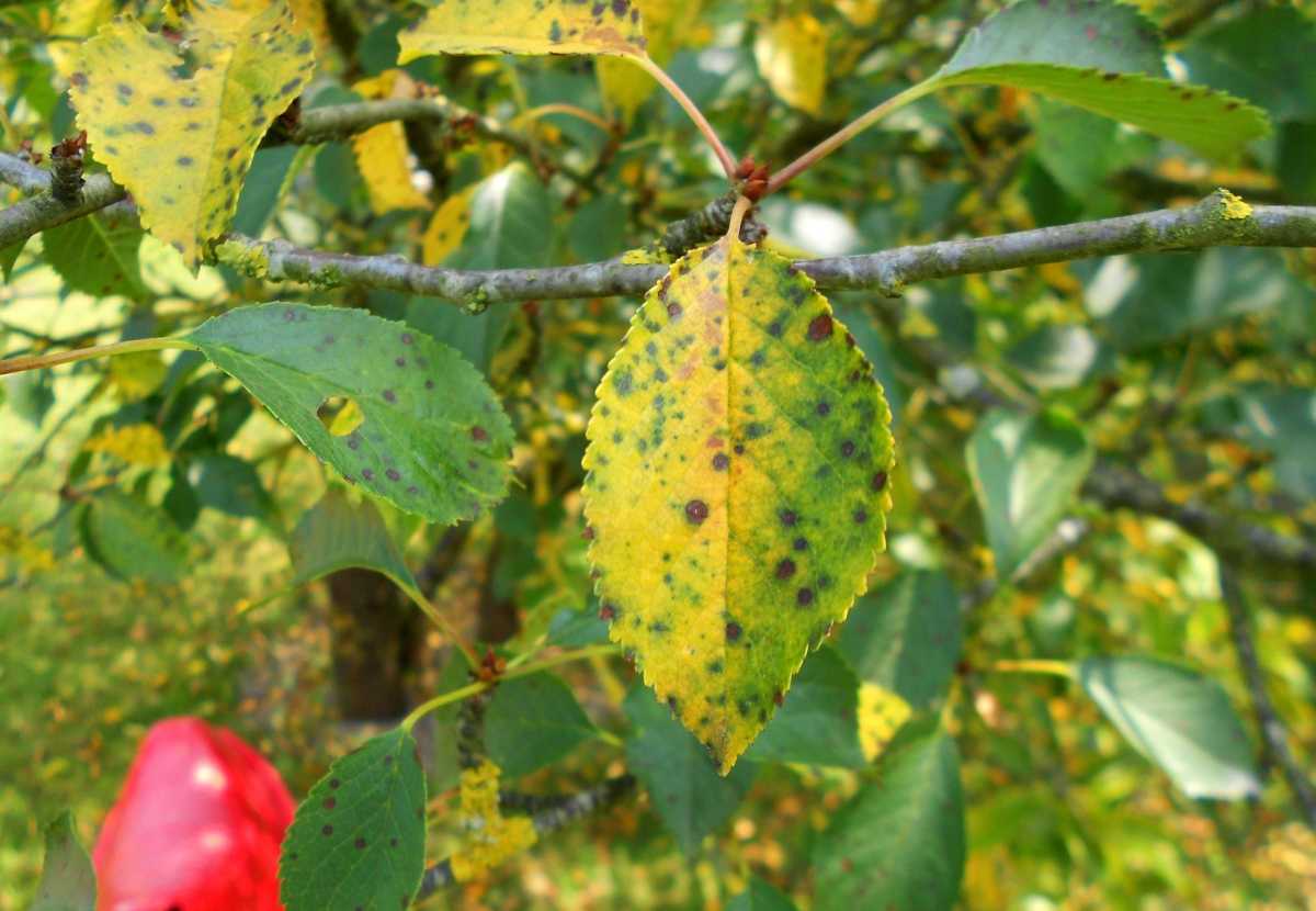 Засыхающие листья – один из первых признаков развития грибковой болезни