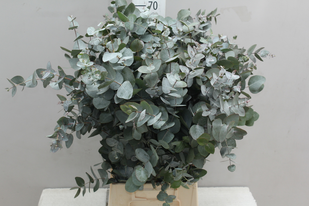 Эвкалипт цинерария фото: популярная разновидность растения, которая используется для создания цветочных композиций