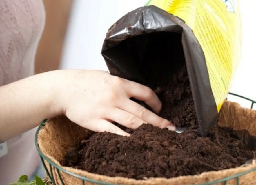 Перед посадкой комнатных растений или посевом семян на рассаду, любую почву следует обязательно обеззараживать
