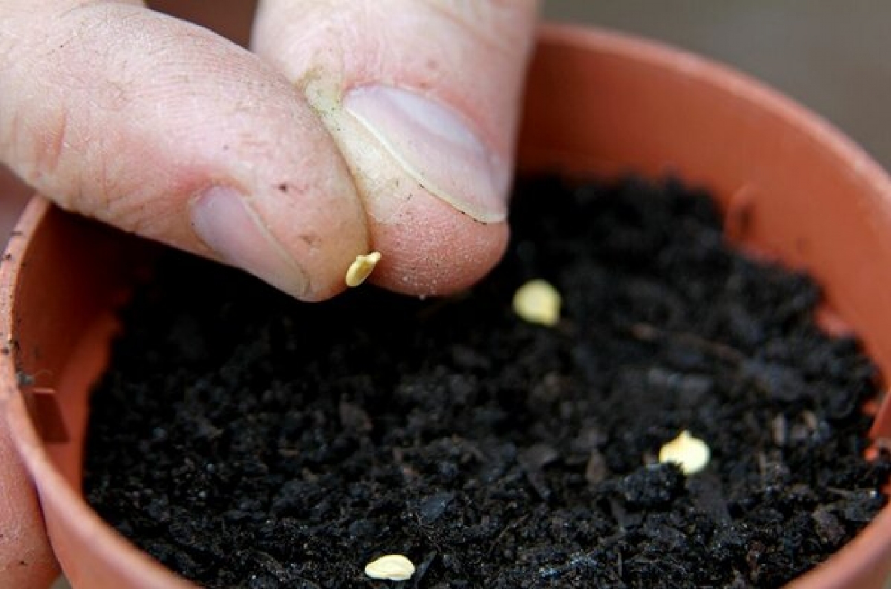 Как правильно прорастить семена помидор. Посев семян перца. Посев семян перца на рассаду. Сеять семена. Семена для рассады.