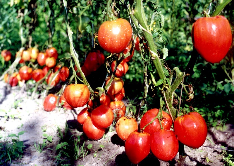 По внешнему виду томаты Чудо земли напоминают сердце