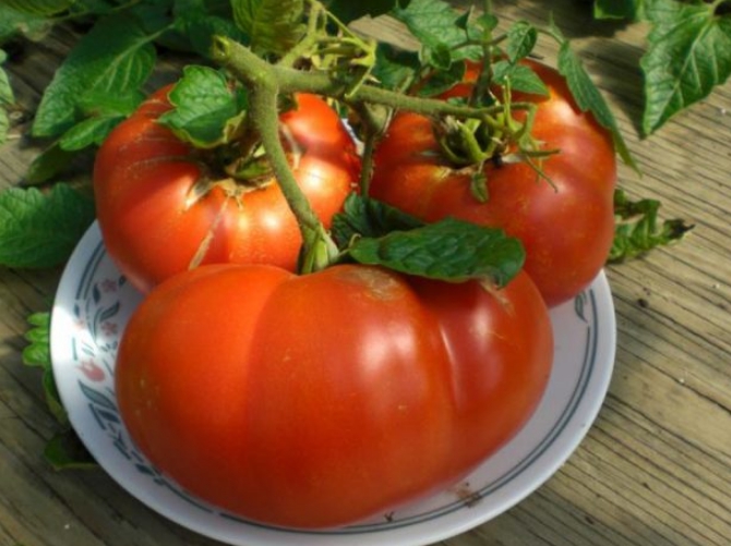 Отдельные томаты могут вырастать очень большого размера