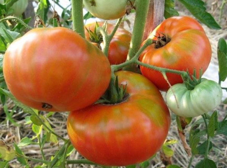 На одной кисти может созреть до 7 томатов крупного размера
