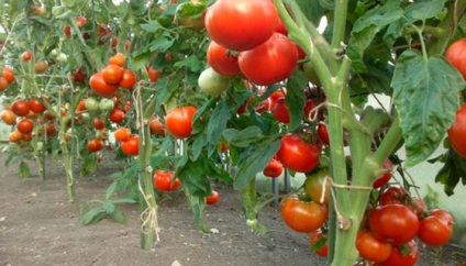 Для получения богатого урожая, мало знать, какую почву любят помидоры. Требуется выполнять определенные правила по уходу за культурой