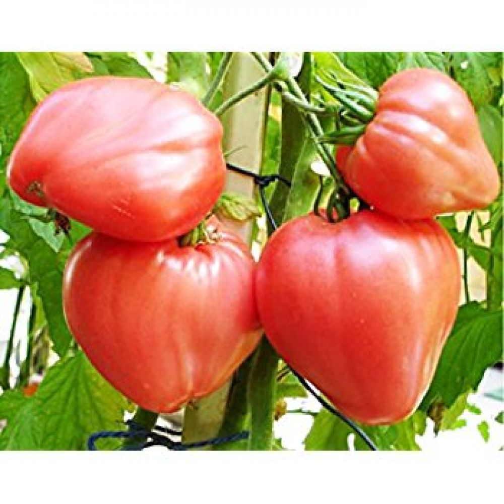 Самые крупные томаты формируются на нижних кистях