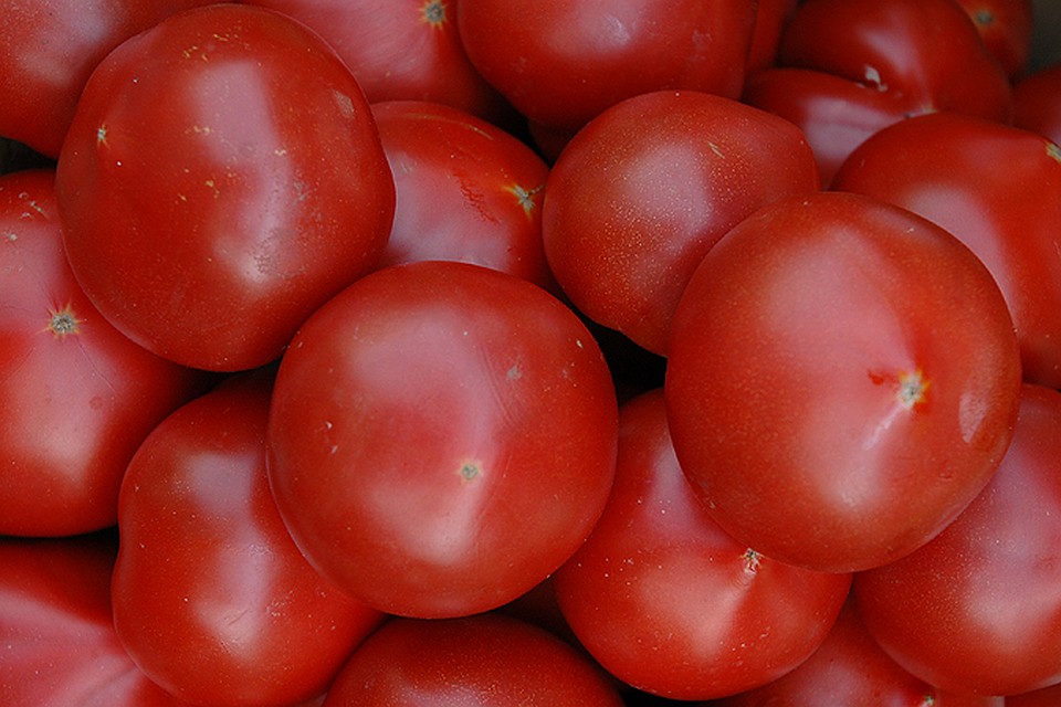 Как вырастить на своём участке волгоградский томат