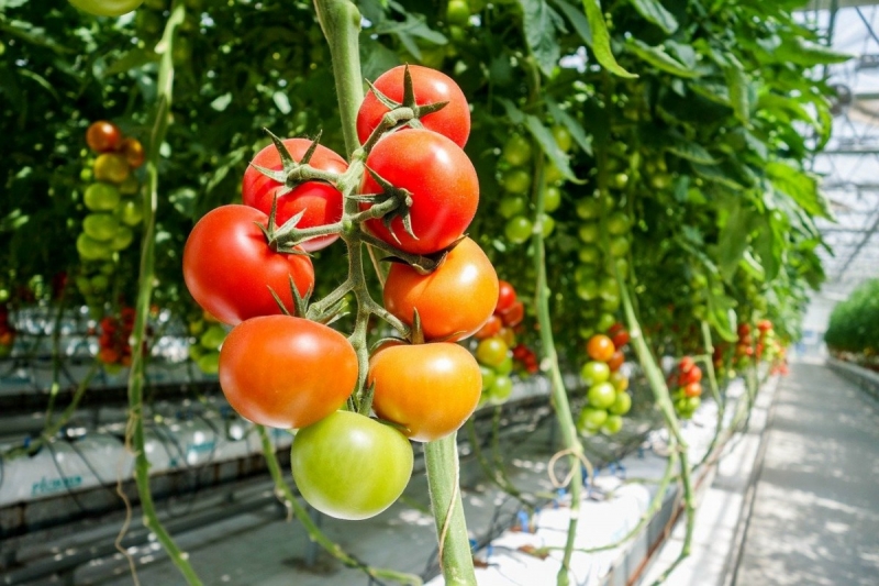 За растущими в теплице томатами требуется более тщательный уход