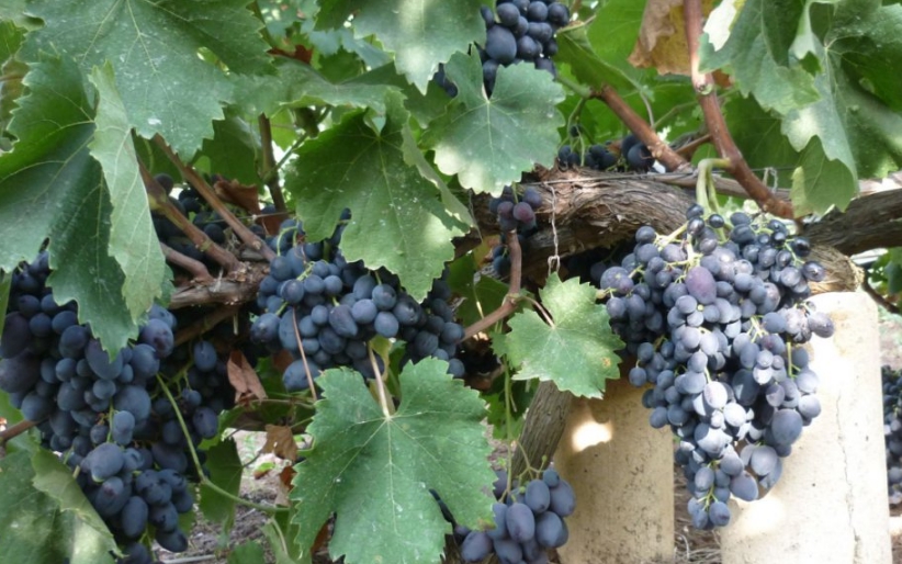 Созревание дружное, поэтому можно снимать почти весь виноград за один раз