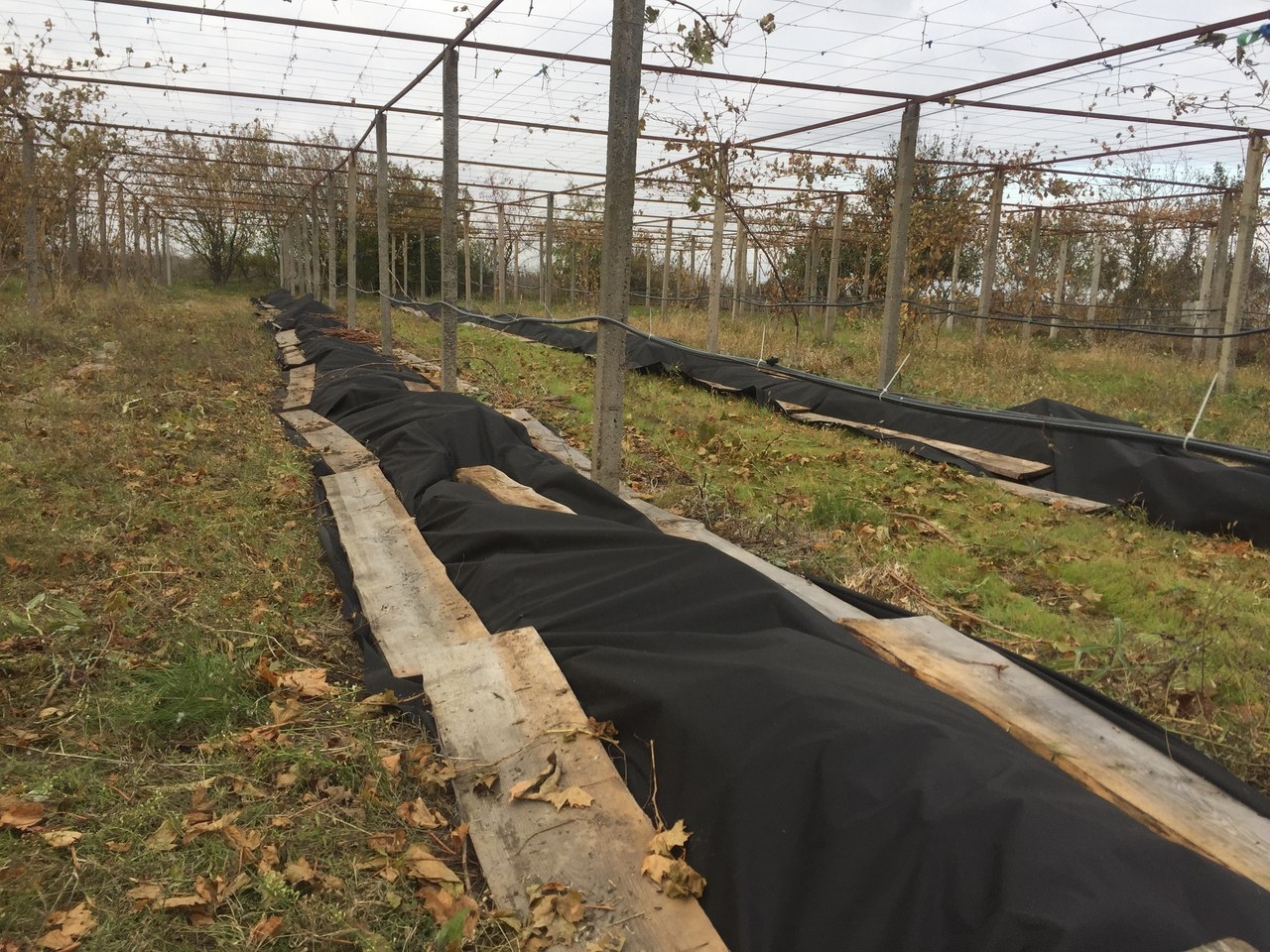 подготовка винограда к зиме в ростовской области
