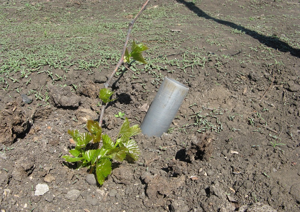 Высадка винограда весной