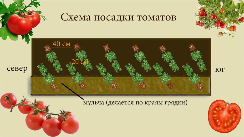 Схема посадки томатов ленточным методом в шахматном порядке