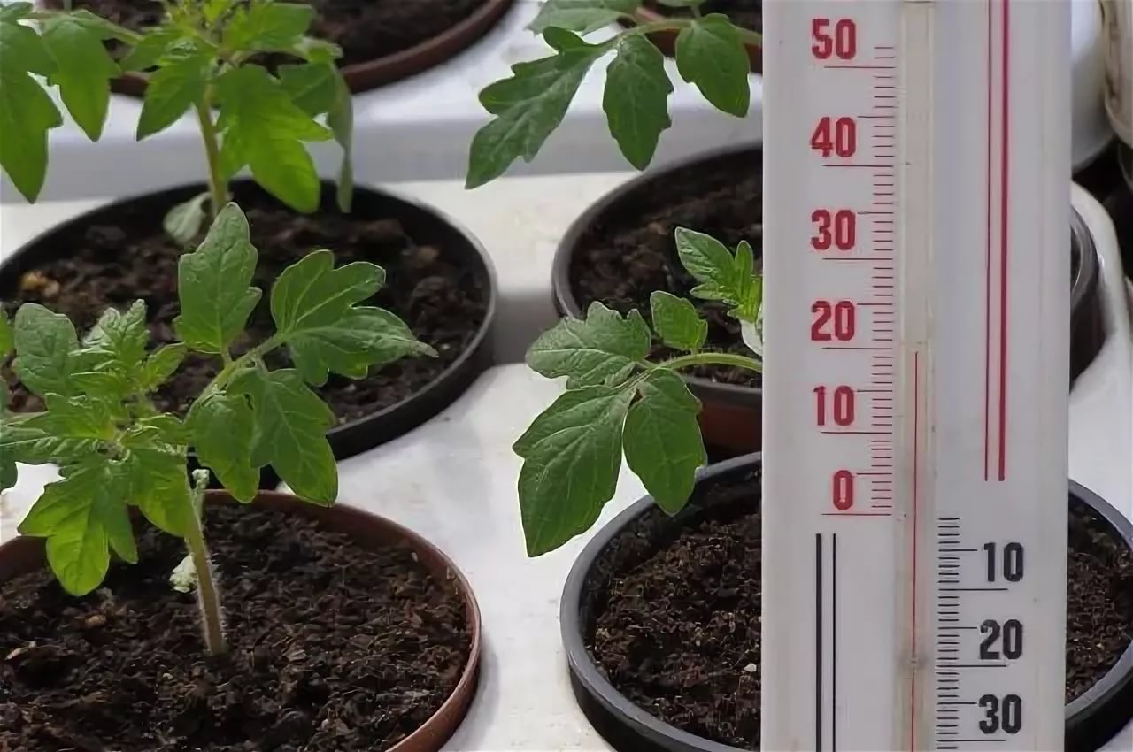 При какой температуре выращивать рассаду томатов