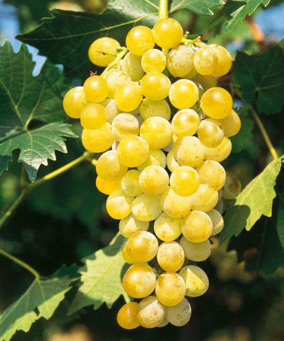 Лучшие мускатные сорта винограда: посадка и уход