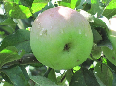 Лучшие сорта зимней яблони: посадка и уход