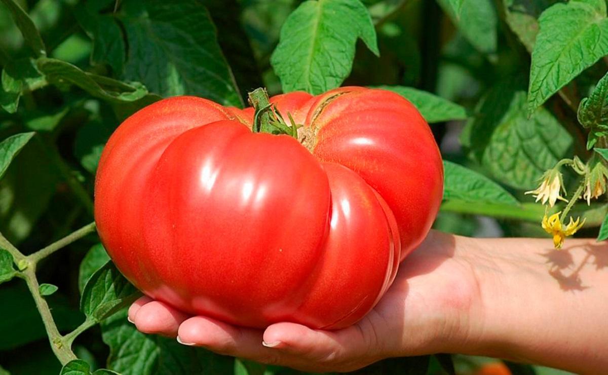 Период плодоношения растянут, томаты можно собирать до самых заморозков