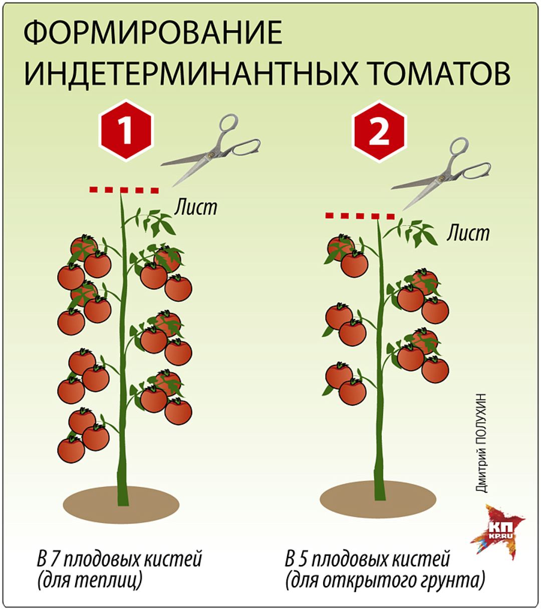 Томат гигант красный характеристика и описание сорта урожайность с фото