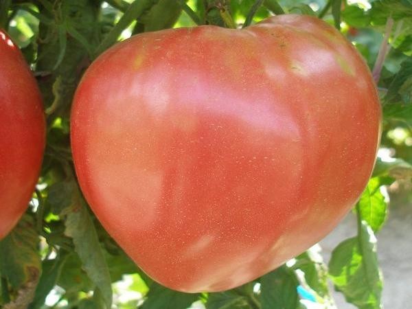 По внешнему виду данный томат похож на бычье сердце