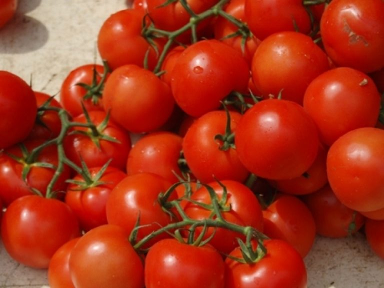На фото — урожай томатов с одного куста
