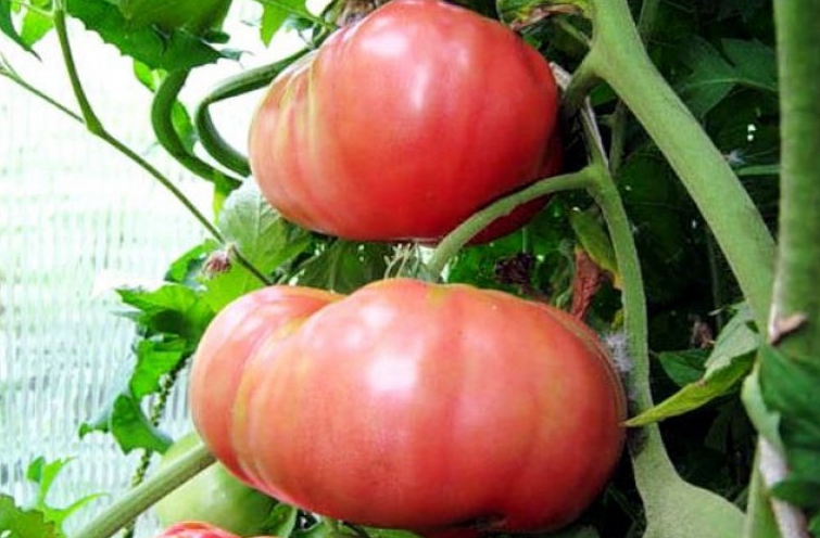 Томат Розовый великан – второе название, которое он получил из-за того, что на кусте периодически вырастают очень крупные плоды