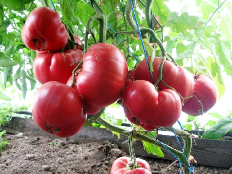 Из-за значительного веса томатов на цветочные кисти оказывается большая нагрузка, рекомендуется подвязывать их отдельно, чтобы стебель не перегружался