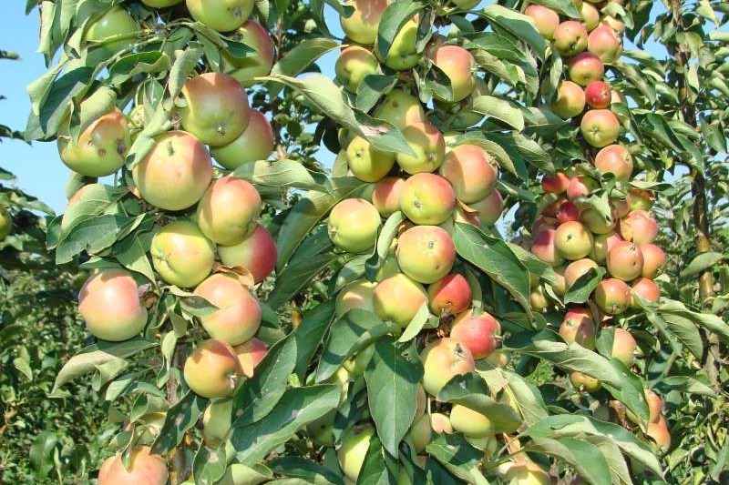 Фото колоновидной яблони во время плодоношения