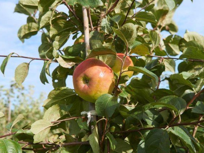Фото яблони орловим фото и описание сорта