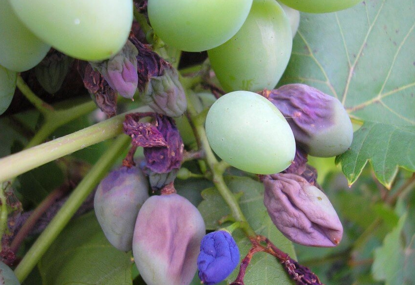 Пораженные ягоды синеют и засыхают, или же мумифицируются