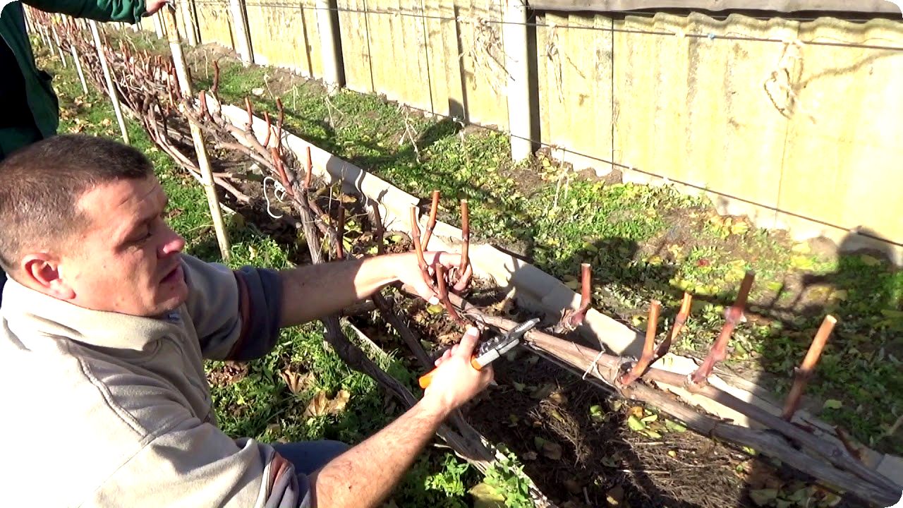 Для получения урожая виноград нужно ежегодно обрезать