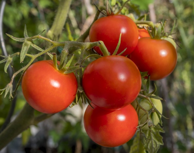 Этот вариант помидор отличается очень привлекательными плодами, которые имеют почти одинаковый размер, поэтому хорошо подходит для продажи