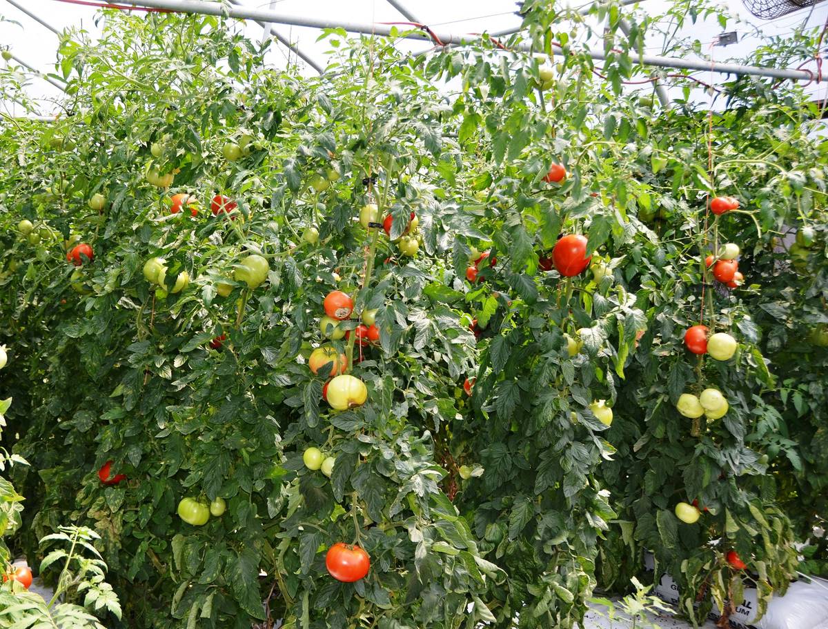 Сорта высокорослых помидоров