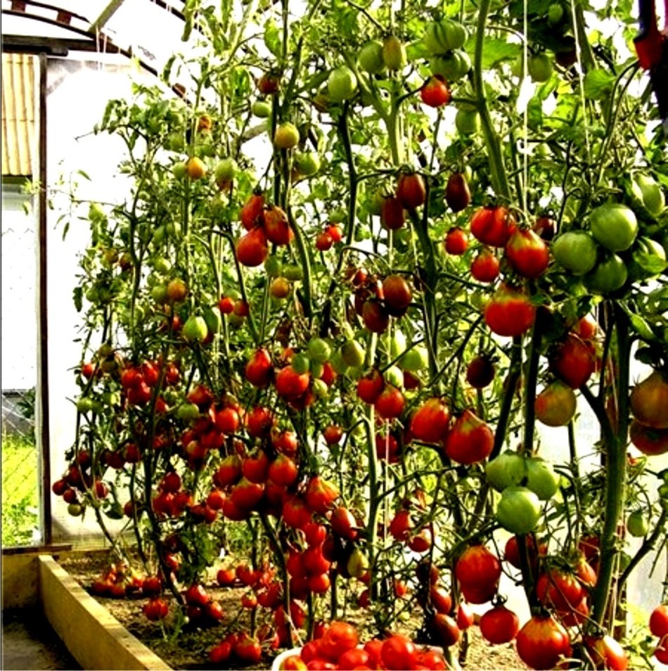 Высокие томаты ведут в 1-2 ствола, регулярно удаляют пасынки