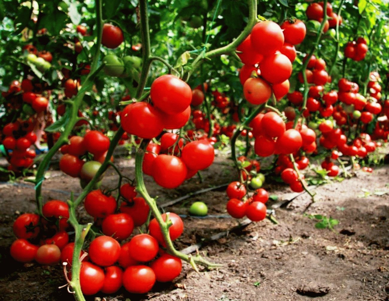 Низкорослые томаты дают дружный урожай, раньше высокорослых сортов