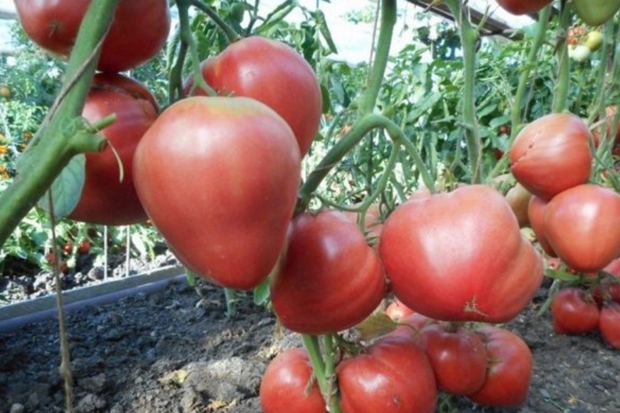 Так как стебли у растения не очень мощные, а вес томатов значительный, их необходимо надежно подвязывать к шпалере