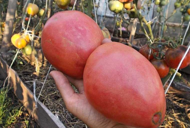 Крупные томаты очень мясистые и сочные, но при этом не водянистые. Отлично подходят для соков и пюре