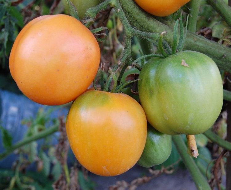 Нельзя передерживать созревшие томаты на растении, у них очень сильно ухудшается вкус и мякоть становится ватной