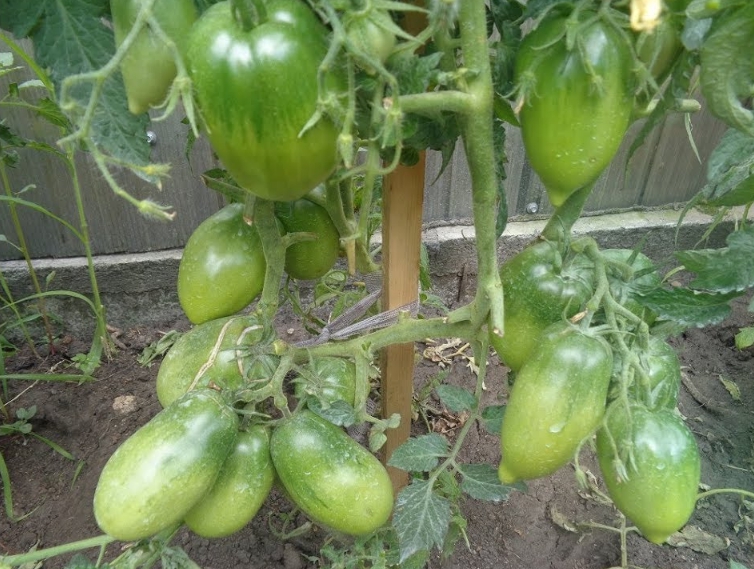 Так как плодовые кисти очень тяжелые, при их созревании подвязка томатов обязательна
