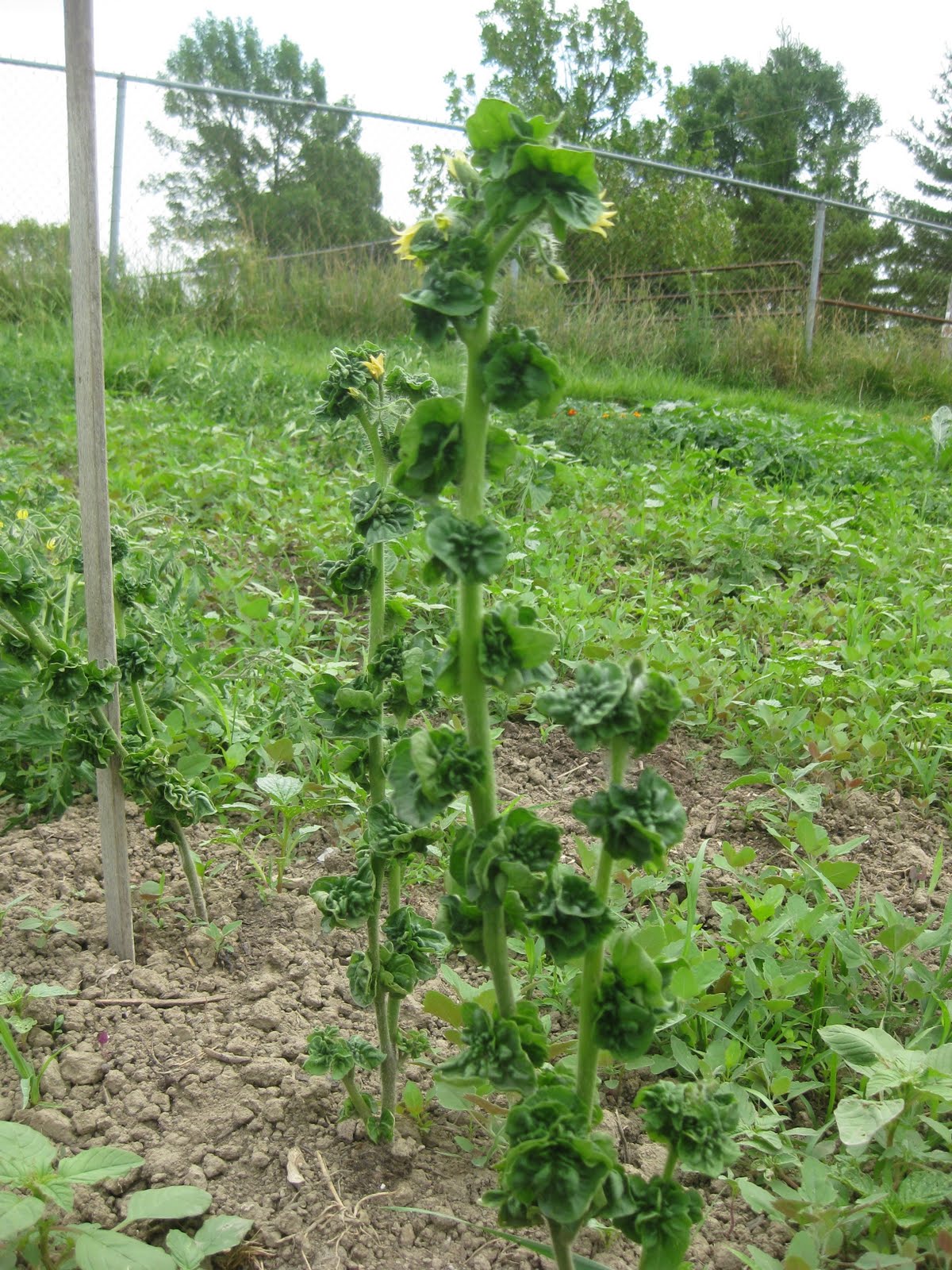 Для экономии места томаты можно высаживать через 20 см и вести в 1 ствол